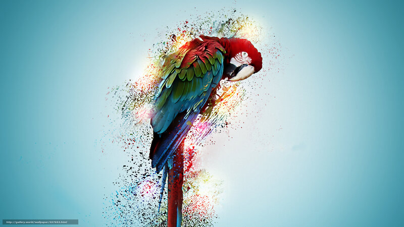Colorful parrot explosion