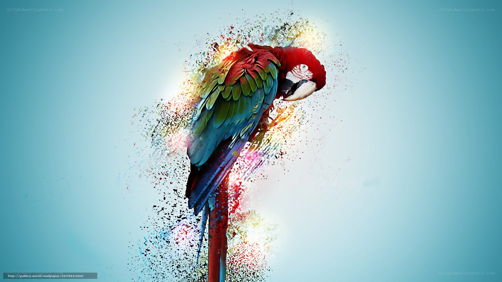 Colorful parrot explosion