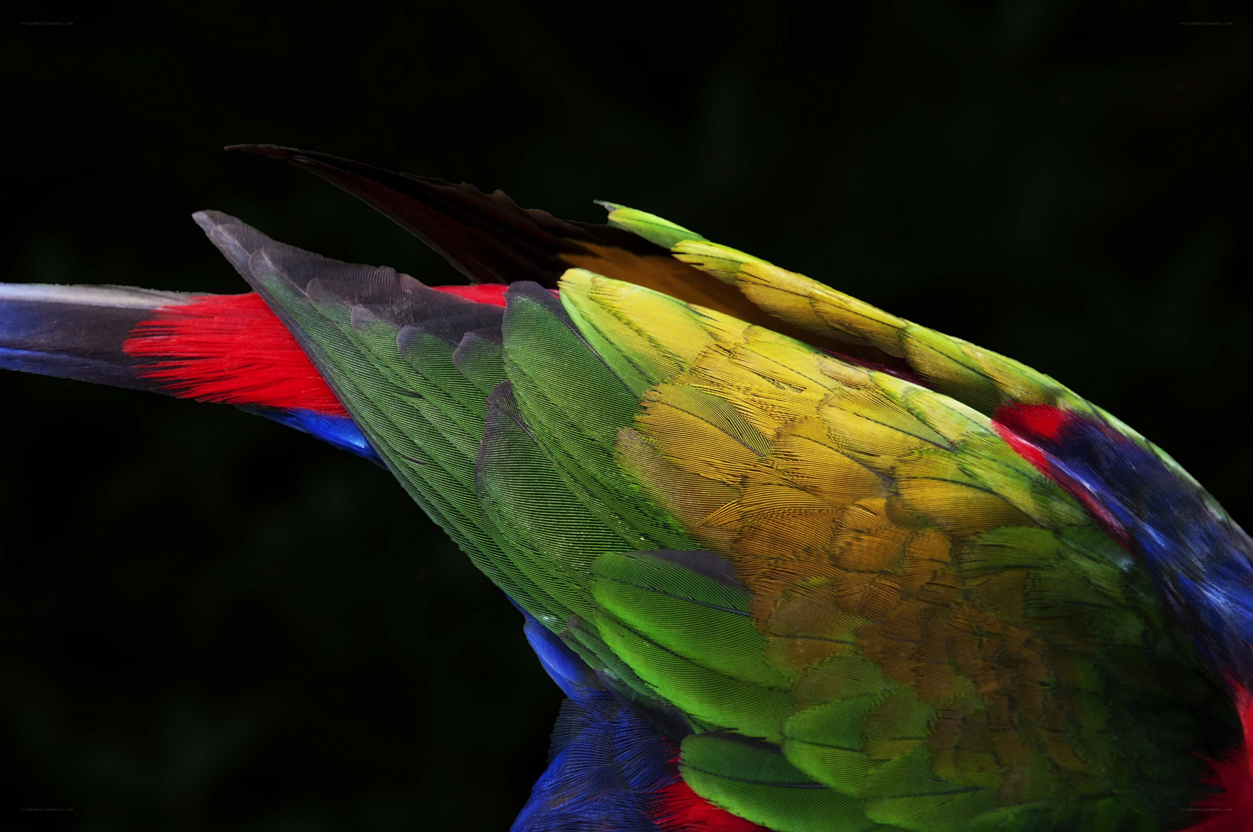 colorful parrot feathers