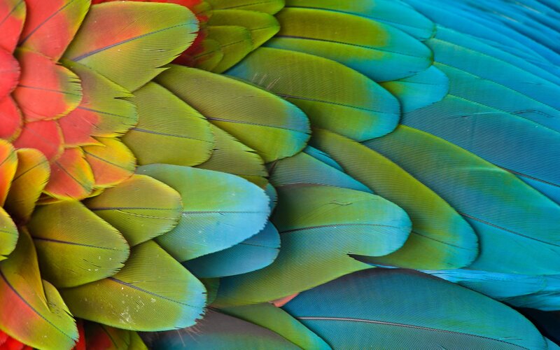 Colorful Parrot Feathers — Red