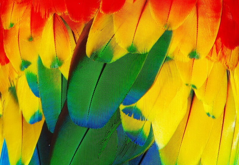 Colorful Parrot Feathers — Yellow