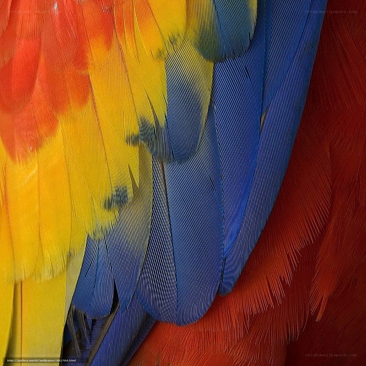colorful parrot feathers