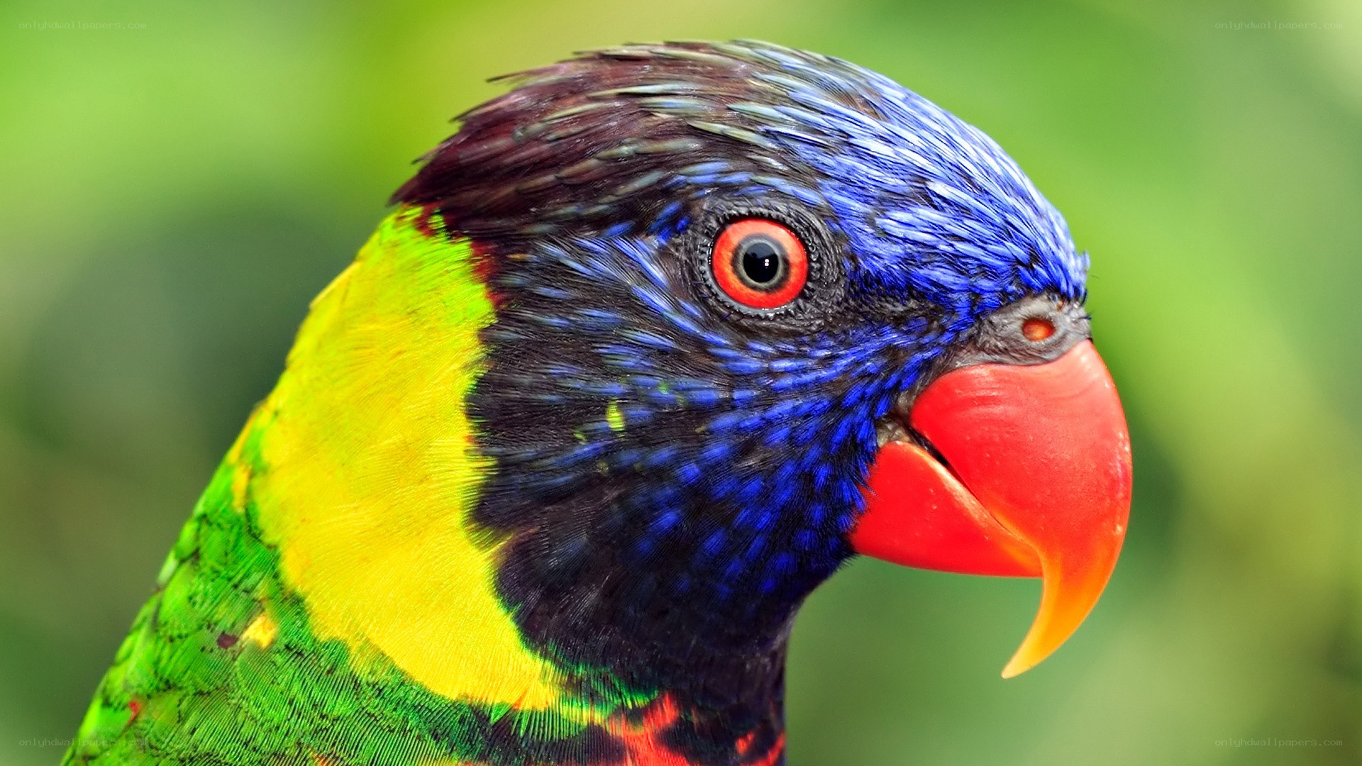 Colorful parrot head close-up