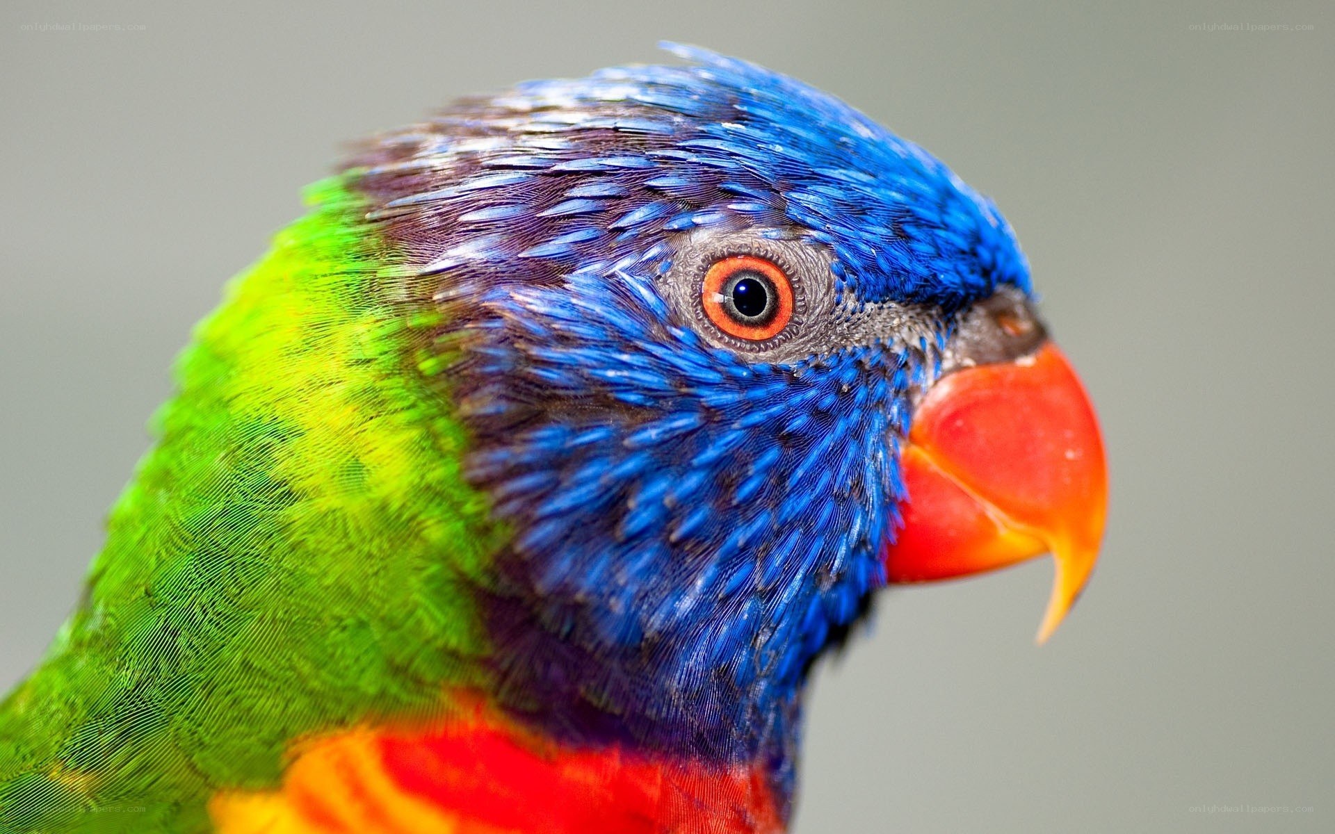 colorful parrot head close-up