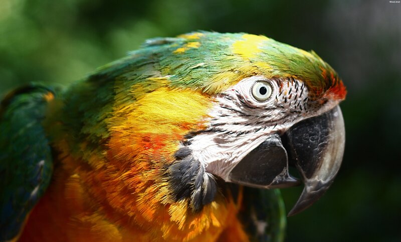 Colorful Parrot Head — Green