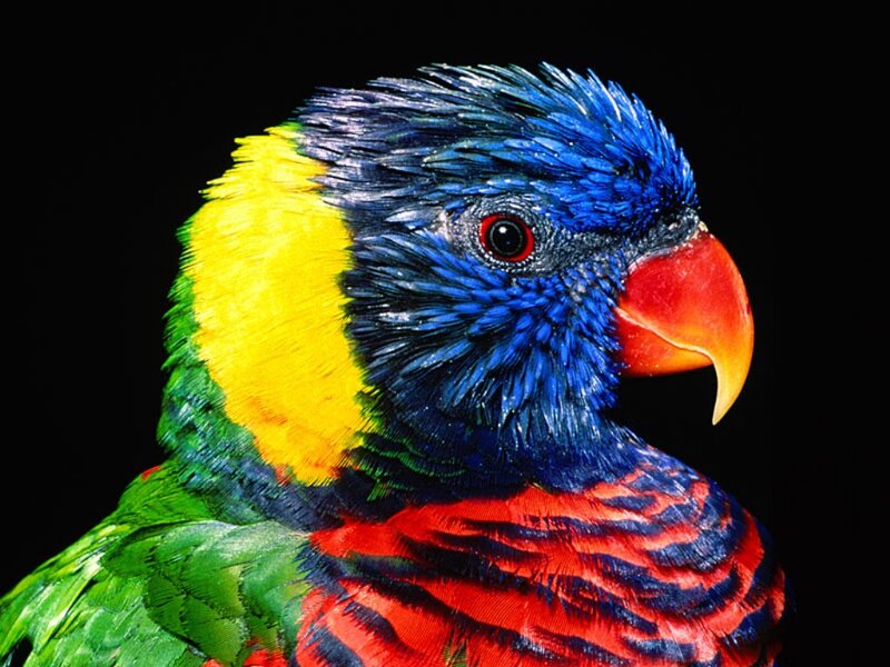 Colorful Parrot Head