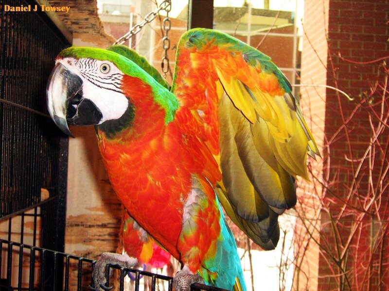 Colorful parrot in a cage