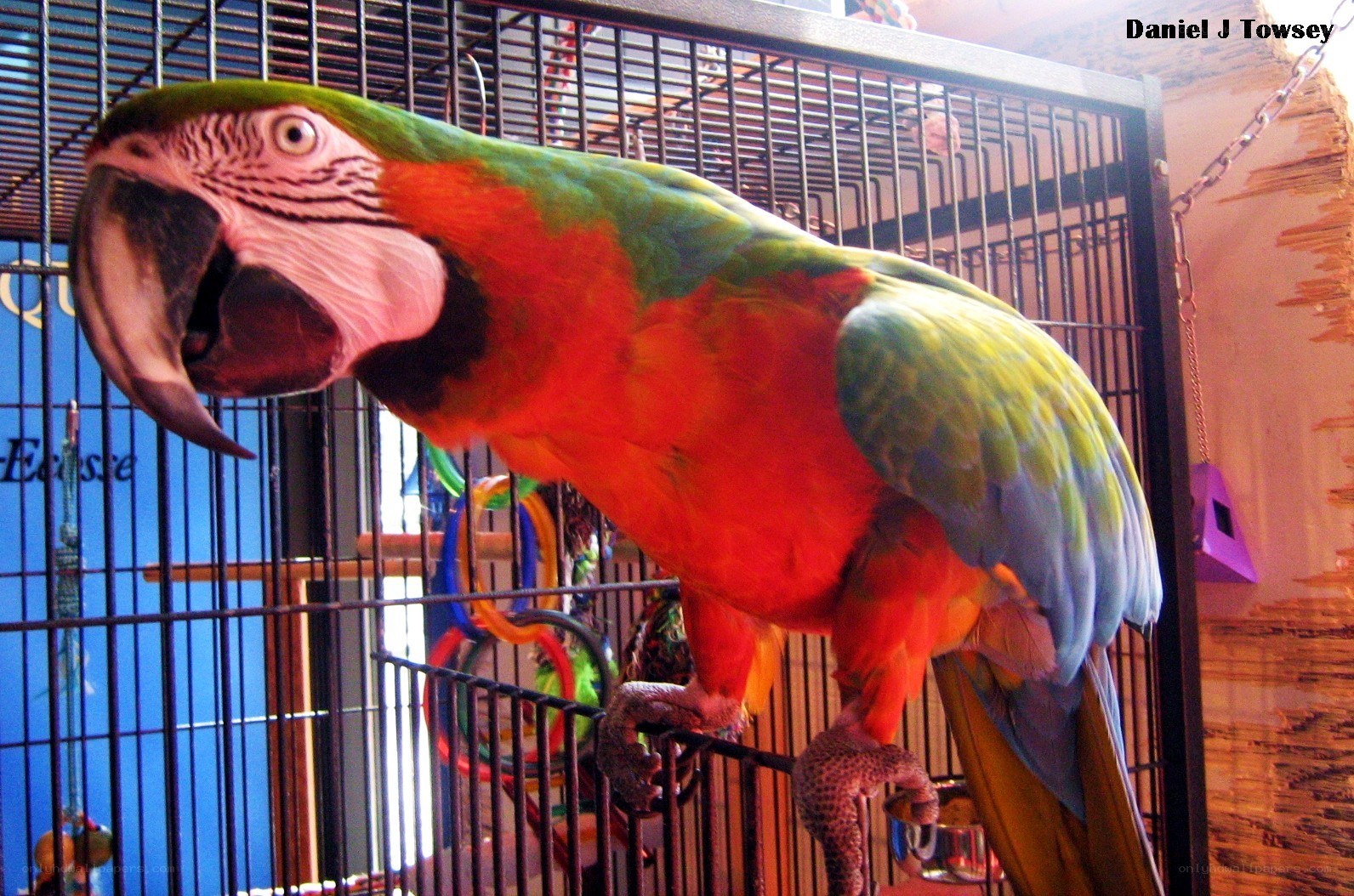 colorful parrot in a cage