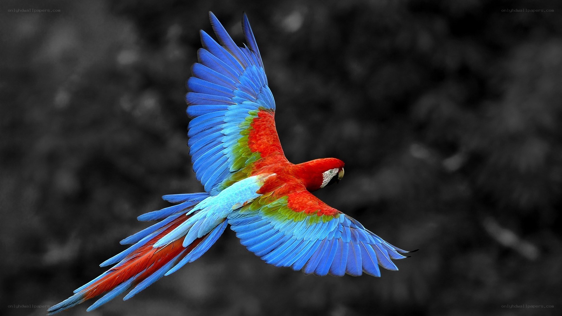 Colorful parrot in flight