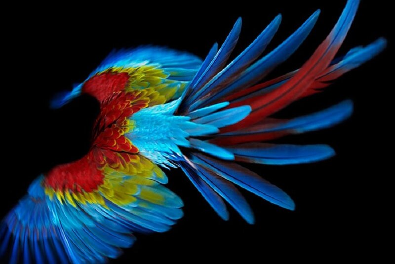 colorful parrot in flight