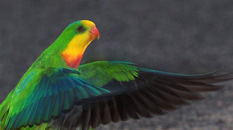 Colorful Parrot in Flight — Green