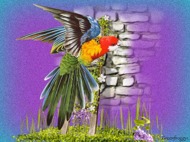 Colorful Parrot in Flight — Purple