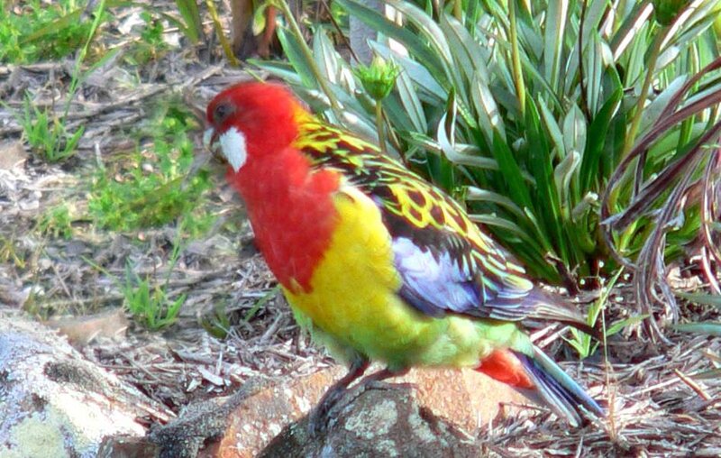 Colorful parrot in garden