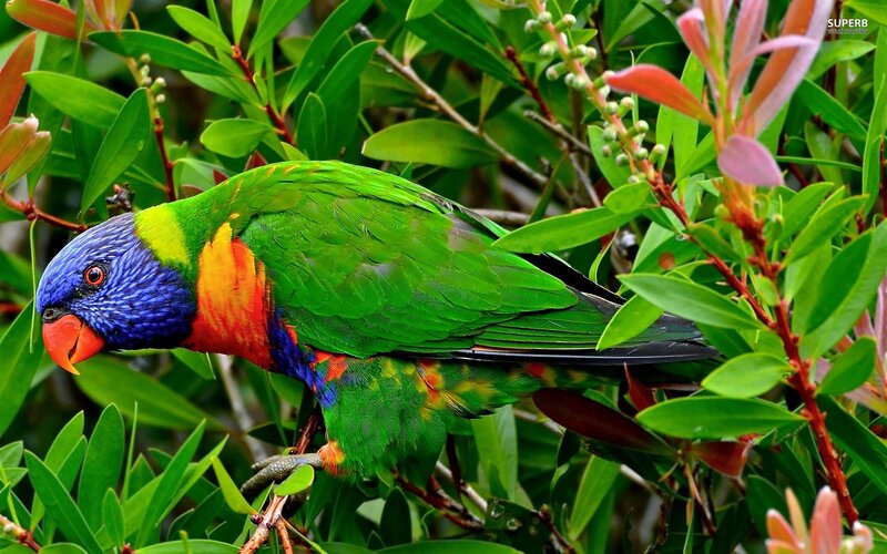 colorful parrot in green foliage