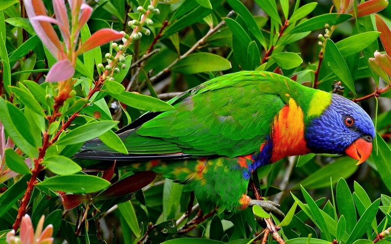 Colorful parrot in green foliage