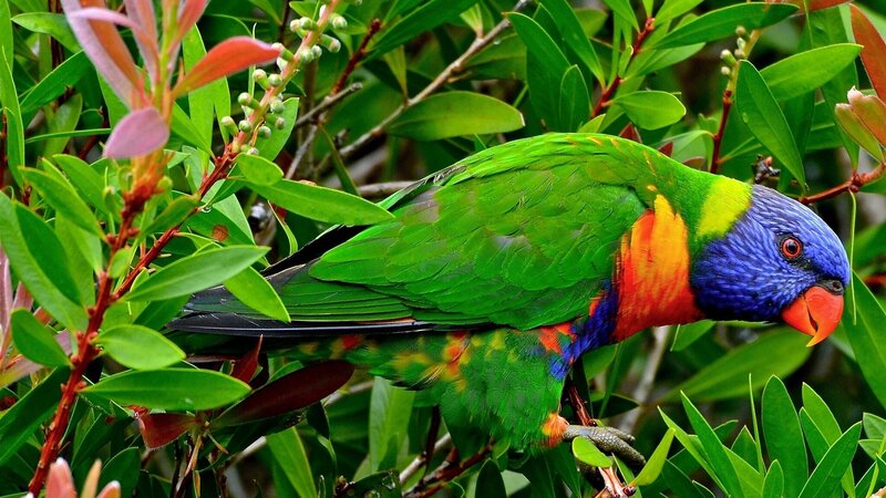 colorful parrot in green foliage