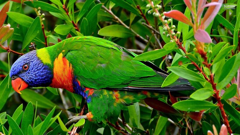 colorful parrot in green foliage