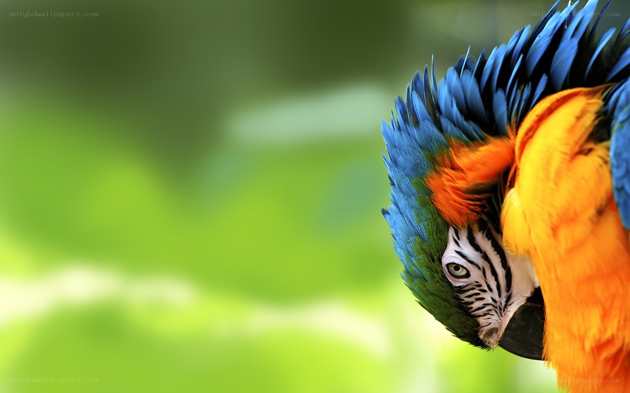 colorful parrot in nature
