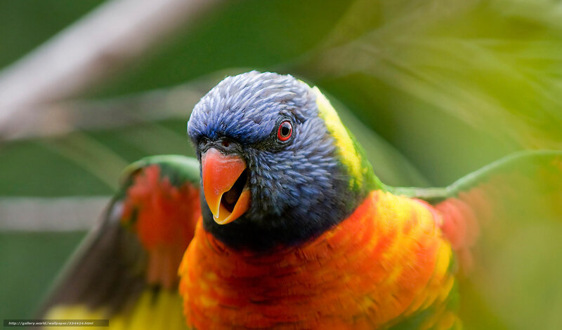 Colorful parrot in nature