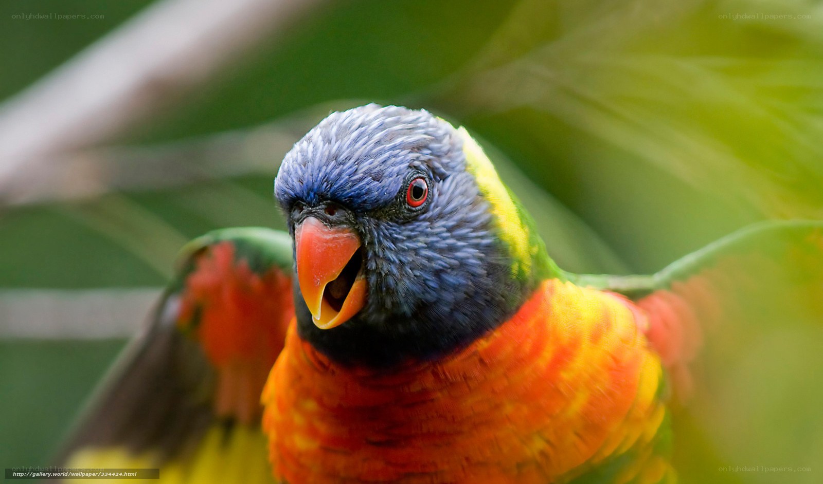 Colorful parrot in nature