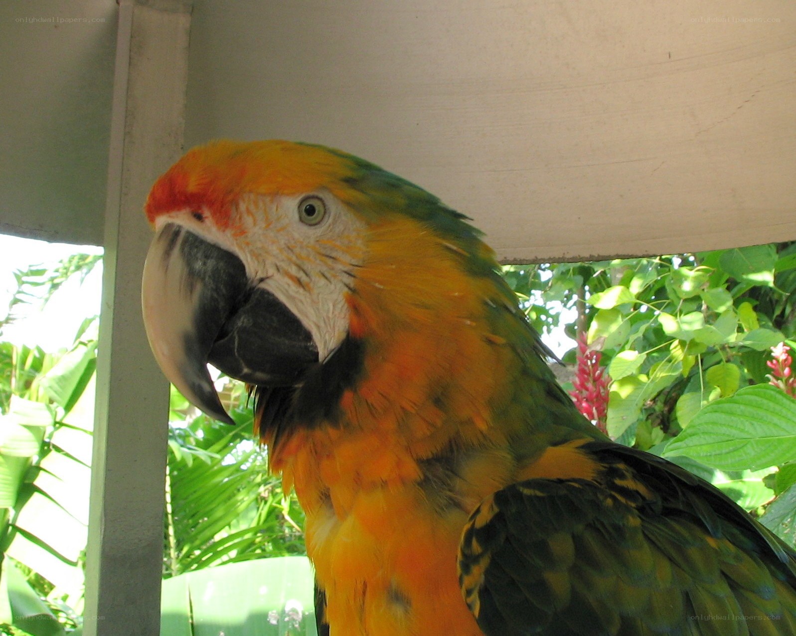 colorful parrot in tropical setting
