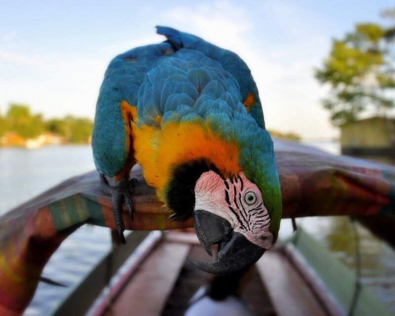 Colorful parrot on a boat