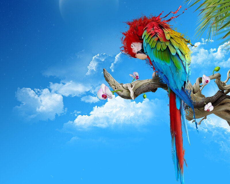 Colorful parrot on a branch