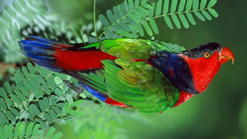 colorful parrot on a branch