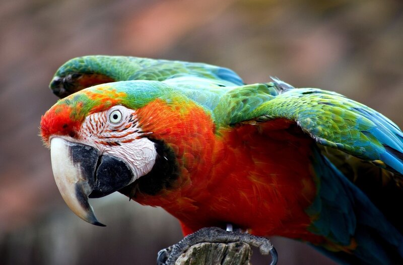 colorful parrot on a branch
