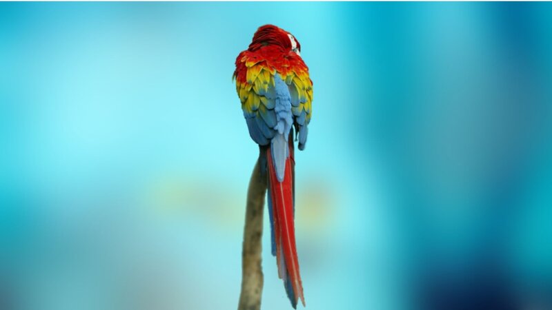 colorful parrot on a branch