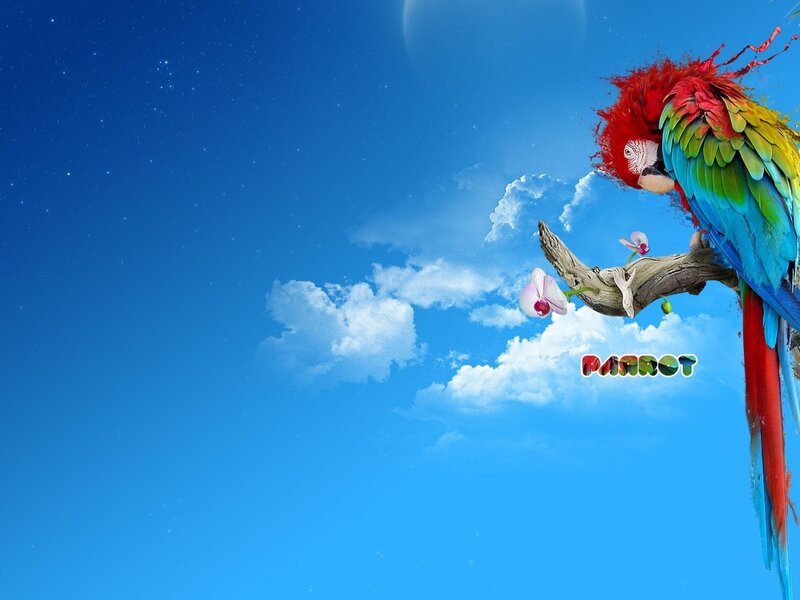 Colorful parrot on a branch