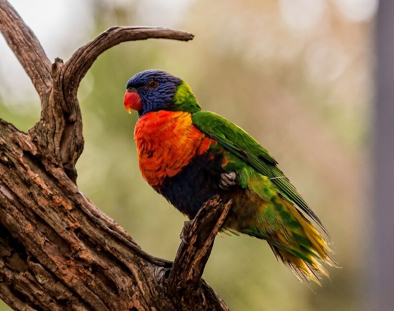 colorful parrot on a branch