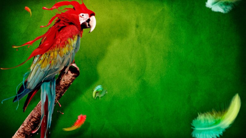 colorful parrot on a branch