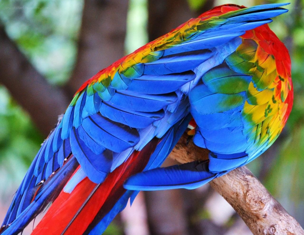 Colorful parrot on a branch