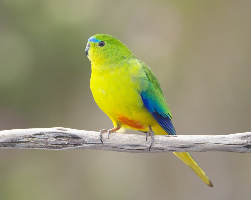 colorful parrot on a branch