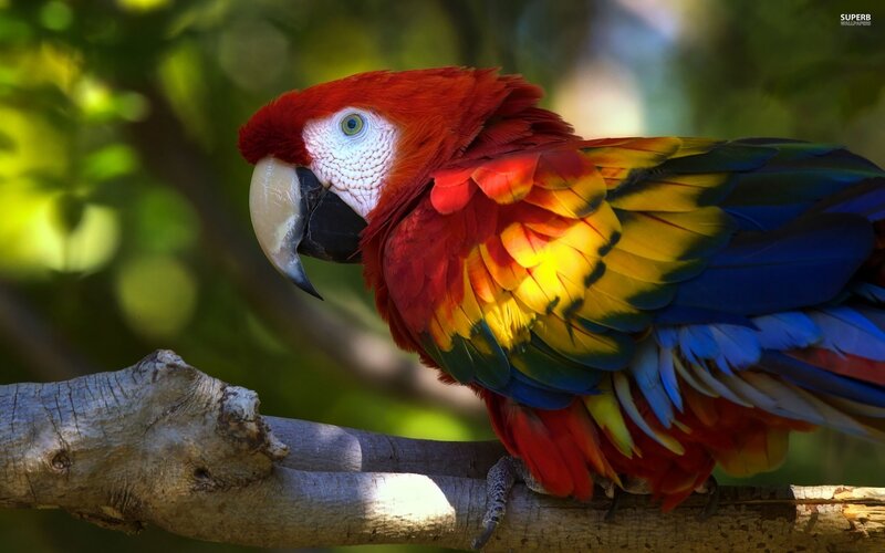 Colorful parrot on a branch