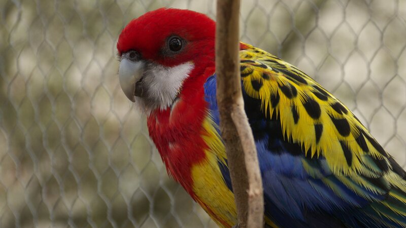 colorful parrot on a branch