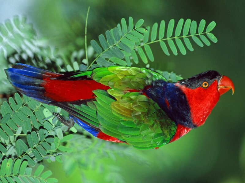 Colorful parrot on a branch