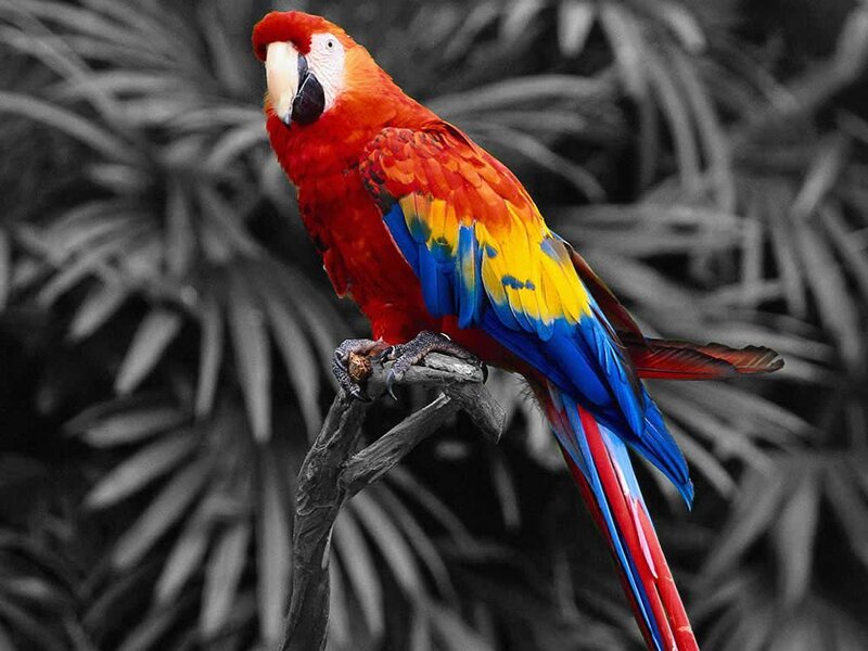 colorful parrot on a branch