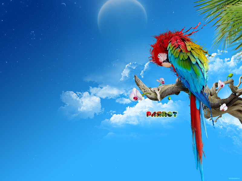 Colorful parrot on a branch