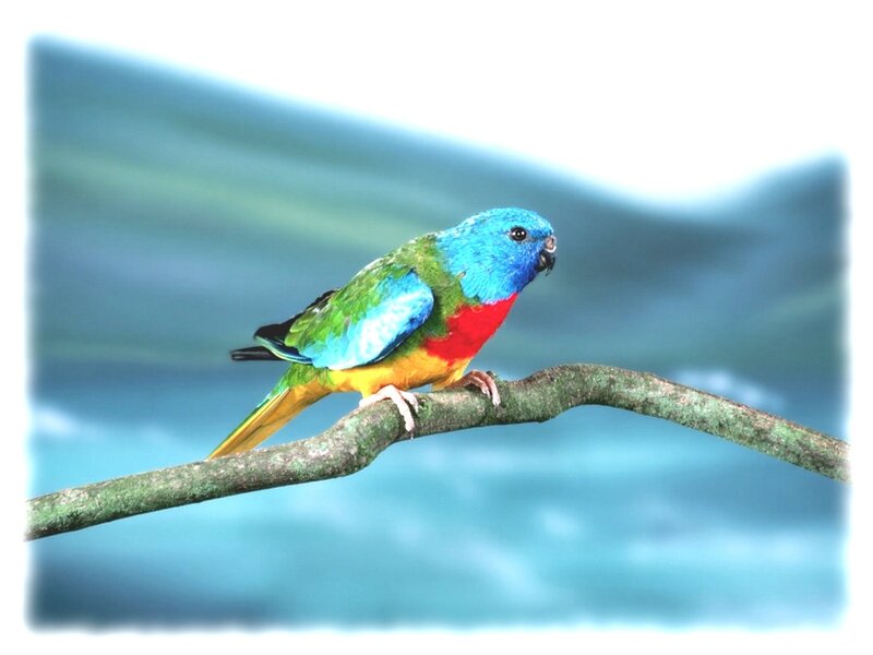 colorful parrot on a branch