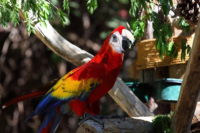 Colorful parrot on a branch