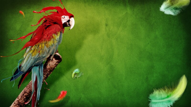 colorful parrot on a branch