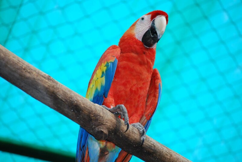 Colorful parrot on a branch