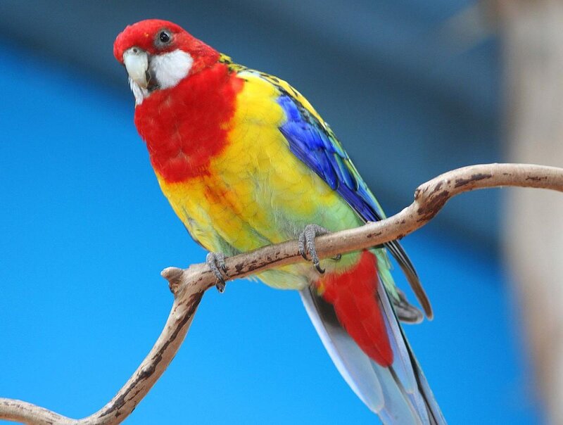 colorful parrot on a branch