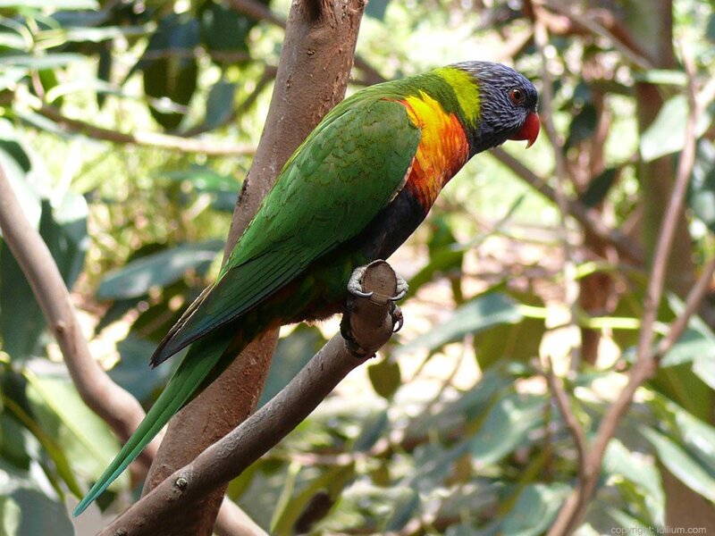 Colorful parrot on a branch