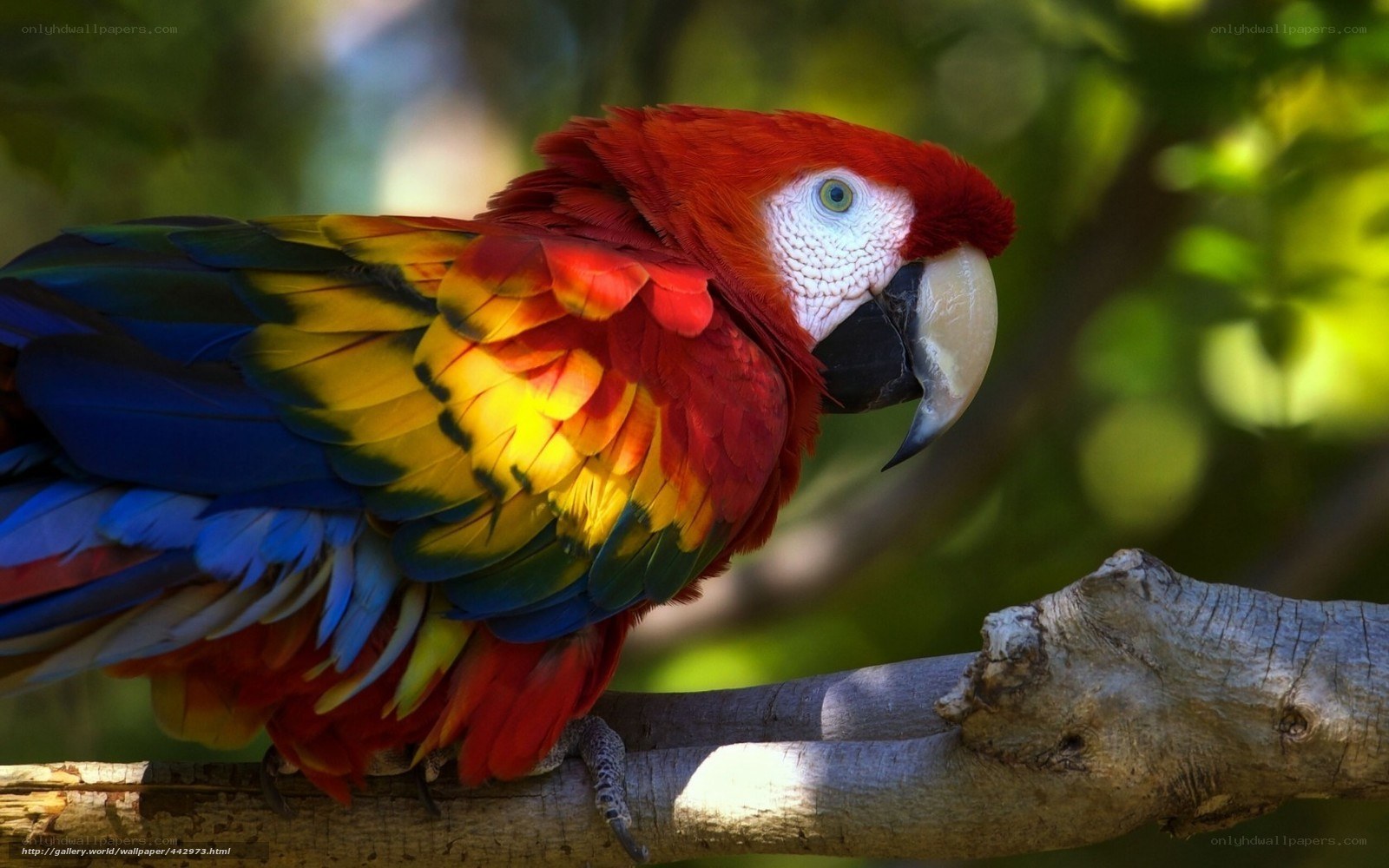Colorful parrot on a branch