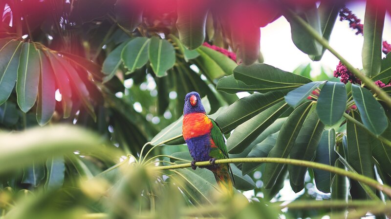 Colorful parrot on a branch