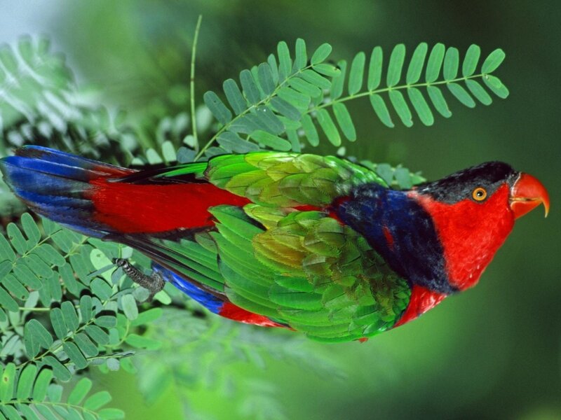 Colorful parrot on a branch
