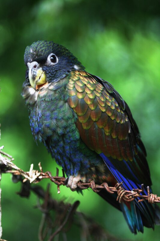 colorful parrot on a branch